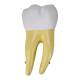 Nasco MG29802 Lower Molar Tooth Model, 2 Parts - Front View