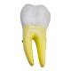 Nasco MG29802 Lower Molar Tooth Model, 2 Parts - Back View