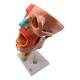 Nasco MG29864 Head Musculature Model, 2x Enlarged, 10 Parts - Angle 2
