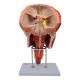 Nasco MG29864 Head Musculature Model, 2x Enlarged, 10 Parts - Angle 5