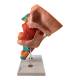Nasco MG29864 Head Musculature Model, 2x Enlarged, 10 Parts - Angle 3