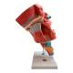 Nasco MG29864 Head Musculature Model, 2x Enlarged, 10 Parts - Angle 4