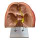 Nasco MG29864 Head Musculature Model, 2x Enlarged, 10 Parts - Angle 6