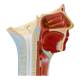 Nasco MG29865 Musculature of Head with Arteries Model - Angle 3
