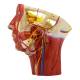 Nasco MG29865 Musculature of Head with Arteries Model - Angle 4