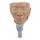 Nasco MG29866 Head Musculature with Larynx Model, 2 Parts - Angle 1