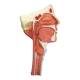 Nasco MG29866 Head Musculature with Larynx Model, 2 Parts - Angle 3