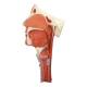 Nasco MG29866 Head Musculature with Larynx Model, 2 Parts - Angle 2