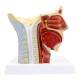 Nasco MG29867 Head Musculature with Nerves Model - Angle 2