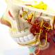 Nasco MG29867 Head Musculature with Nerves Model - Angle 4