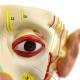 Nasco MG29867 Head Musculature with Nerves Model - Angle 3