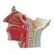 Nasco MG29868 Head Musculature with Cranial and Autonomic Nerves Model, 2.5x Enlarged - Angle 2