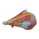 Nasco MG29868 Head Musculature with Cranial and Autonomic Nerves Model, 2.5x Enlarged - Angle 4
