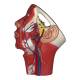 Nasco MG29869 Head Musculature with Blood Vessels Model - Angle 2