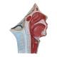 Nasco MG29869 Head Musculature with Blood Vessels Model - Angle 3