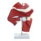 Nasco MG29871 Shoulder Muscles with Ligaments Model - Back View