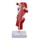 Nasco MG29871 Shoulder Muscles with Ligaments Model - Left Angle