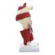 Nasco MG29871 Shoulder Muscles with Ligaments Model - Right Angle