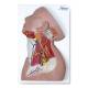 Nasco MG29872 Neck Muscles with Nerves Model - Angle 1