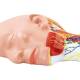 Nasco MG29872 Neck Muscles with Nerves Model - Angle 5