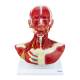 Nasco MG29873 Head and Neck Muscles Model - Angle 1
