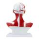 Nasco MG29873 Head and Neck Muscles Model - Angle 2
