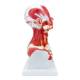 Nasco MG29873 Head and Neck Muscles Model - Angle 3