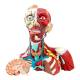 Nasco MG29874 Head, Neck, and Thoracic Muscles Model, 3 Parts - Angle 4