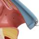 Nasco MG29876 Nasal Cavity Model, 3x Enlarged, 3 Parts, Nasal Cartilage and Vestibule Close-up View