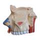 Nasco MG29876 Nasal Cavity Model, 3x Enlarged, 3 Parts, Outer Lateral Wall of the Nasal Structure Close-up View