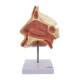 Nasco MG29877 Nose with Nasal Cavity Model, Front View