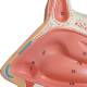 Nasco MG29877 Nose with Nasal Cavity Model, Frontal Sinus Close-up View