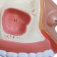 Nasco MG29877 Nose with Nasal Cavity Model, Maxillary Sinus Close-Up View