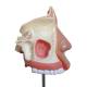 Nasco MG29877 Nose with Nasal Cavity Model, Top Back Close-up View
