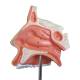 Nasco MG29877 Nose with Nasal Cavity Model, Top Front Close-up View