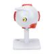 Nasco MG29938 Eye Model, 3x Enlarged, 8 Parts, Back View