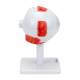 Nasco MG29938 Eye Model, 3x Enlarged, 8 Parts, Left Side View