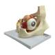 Nasco MG29939 Eye Model, 5x Enlarged, 11 Parts, Right Angle View