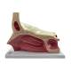Nasco MG29939 Eye Model, 5x Enlarged, 11 Parts, Right Side View
