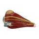 Nasco MG29940 Eye Model, 5x Enlarged, 4 Parts, Detached Eye Right Side View