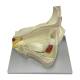 Nasco MG29940 Eye Model, 5x Enlarged, 4 Parts, Empty Orbital Socket Base Left Side View