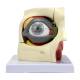 Nasco MG29943 Eye Model, 2.5x Enlarged, 14 Parts, Front View
