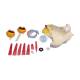 Nasco MG29943 Eye Model, 2.5x Enlarged, 14 Parts, Fully Disassembled View