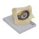 Nasco MG29943 Eye Model, 2.5x Enlarged, 14 Parts, Right Side View