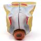 Nasco MG29948 Female Genital Organ Model, 4 Parts - Back View