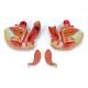 Nasco MG29948 Female Genital Organ Model, 4 Parts - Disassembled