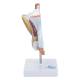 Nasco MG29949 Male Genital Organ with Pathology Model, 2 Parts - Front View