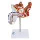 Nasco MG29949 Male Genital Organ with Pathology Model, 2 Parts - Side View 1