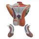 Nasco MG29950 Male Genital Organ Model, 4 Parts - Penis Detached