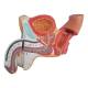 Nasco MG29950 Male Genital Organ Model, 4 Parts - Side View Internal Parts